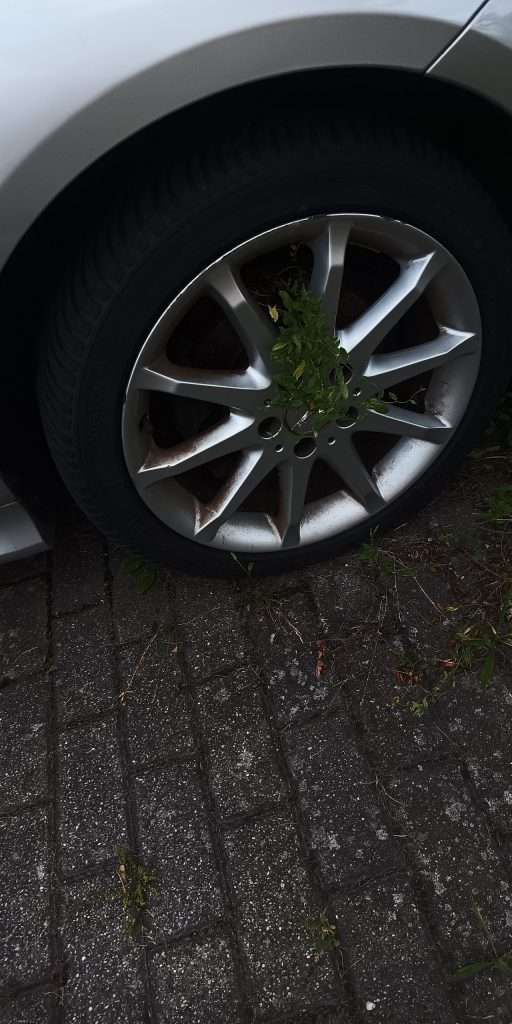 Bewachsener Autoreifen